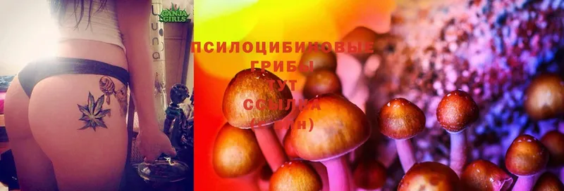 kraken ONION  Вельск  Псилоцибиновые грибы Magic Shrooms 